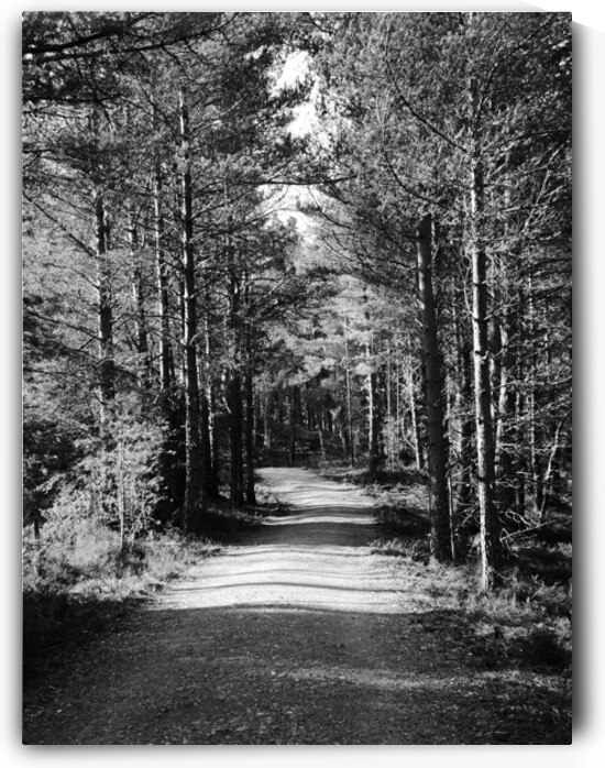 Scottish Highlands Forest Path in Black and White by Catriona Roberts Nature Photography and Designs