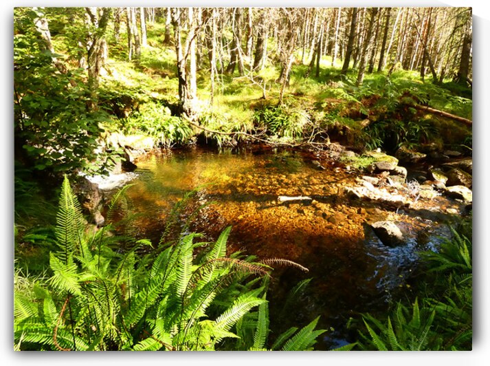 Scottish Highlands Forest Oasis by Catriona Roberts Nature Photography and Designs