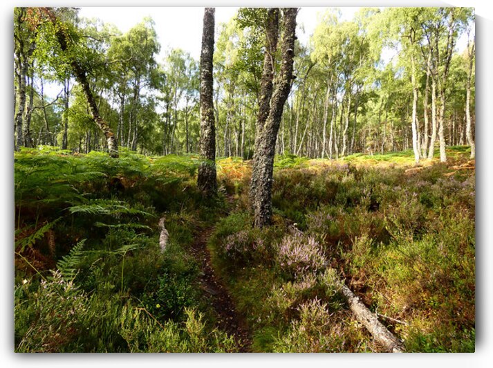 Scottish Highlands Forest View by Catriona Roberts Nature Photography and Designs