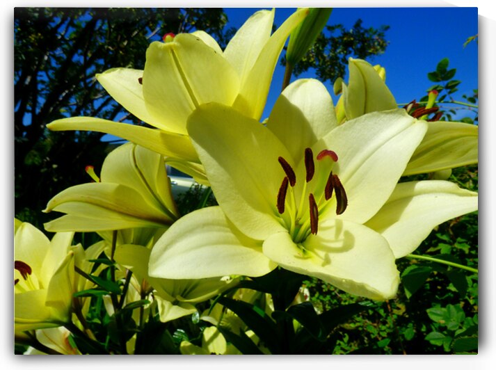 Yellow Lilies Against a Deep Blue Sky by Catriona Roberts Nature Photography and Designs
