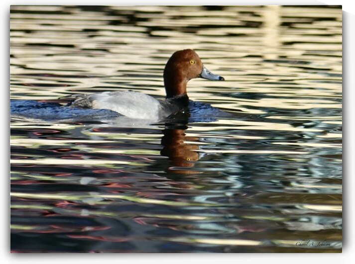 Redhead Duck with Reflection ~ Gun Lake by Cheryl A Johnson