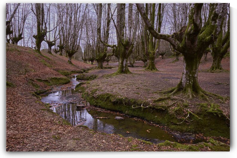 Beech Trees by Images By Jon Evan