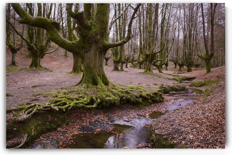 Beech Forest by Images By Jon Evan