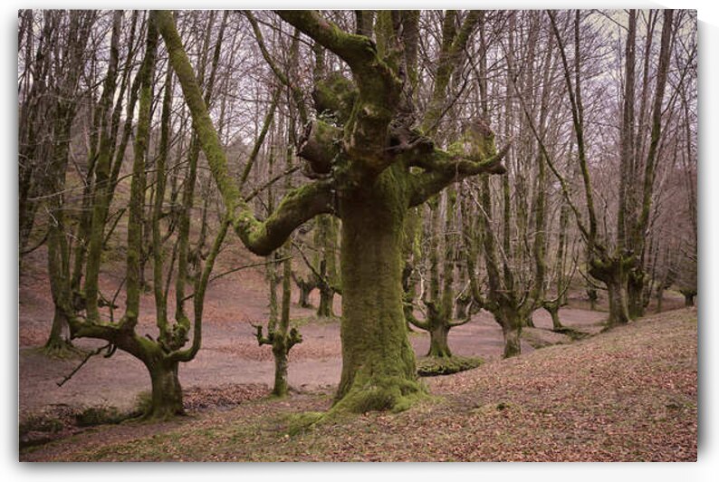 Beech in Spain by Images By Jon Evan