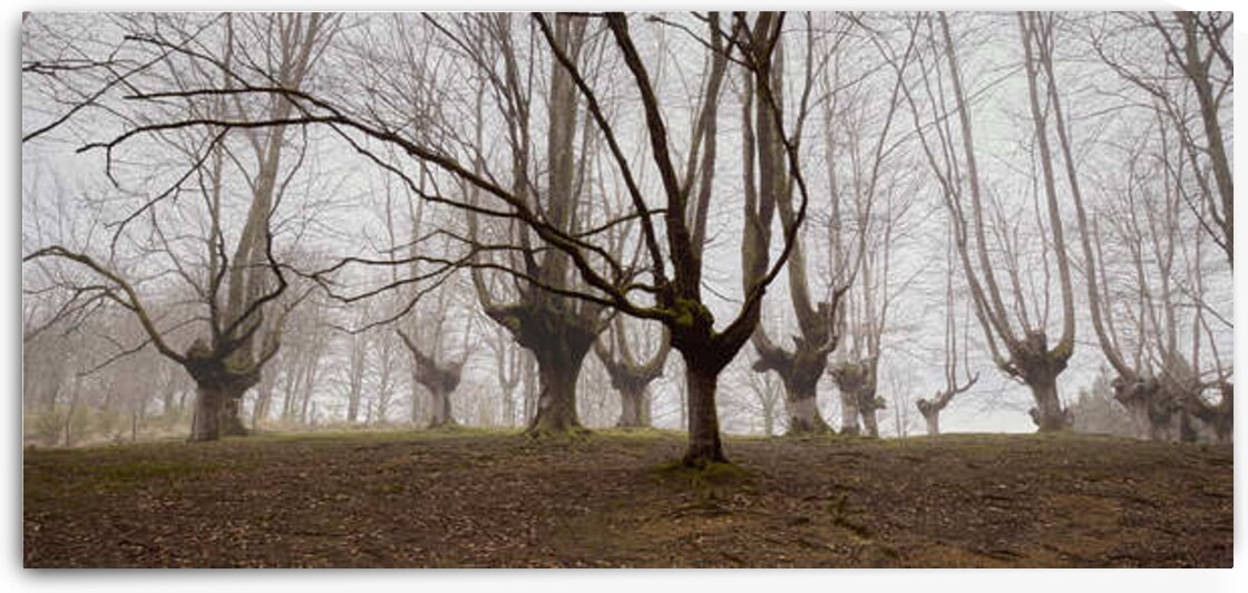 Forest in Fog by Images By Jon Evan
