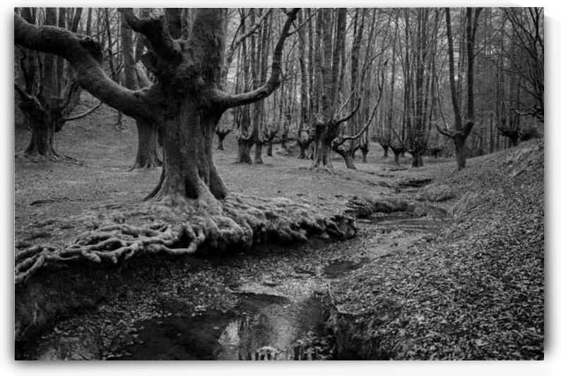 Beech Forest III by Images By Jon Evan