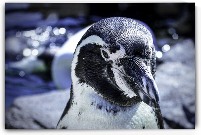 Penguin 2 by chris bankston