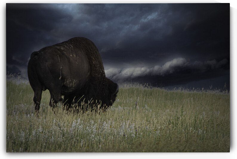 FearlessBuffalo by chris bankston