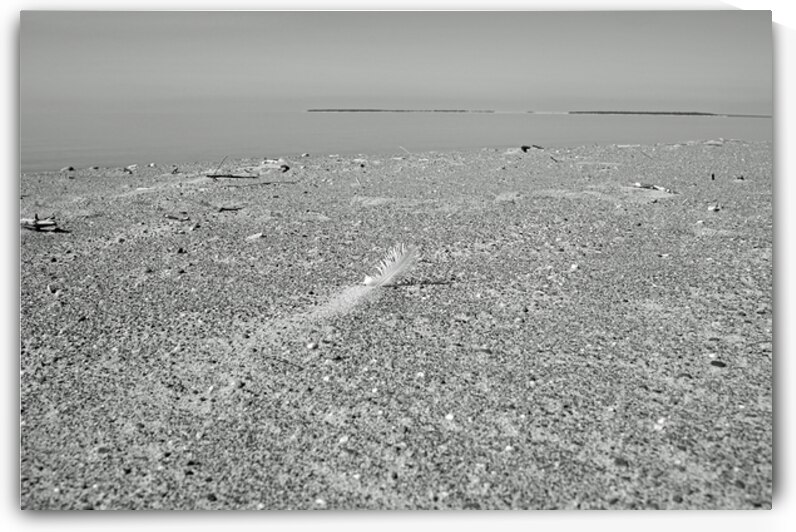 Feather in the Sand Print by Stephen Emms