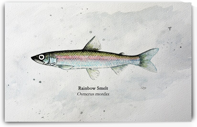 Rainbow Smelt Painting by Stephen Emms