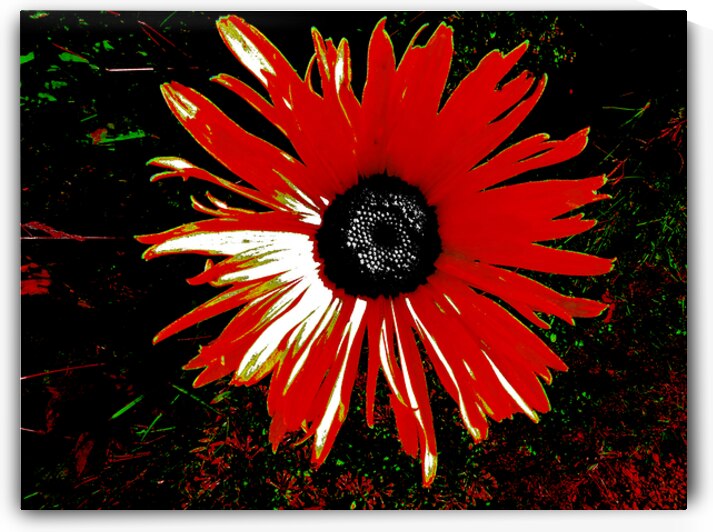 Abstract Red Daisy by Catriona Roberts Nature Photography and Designs