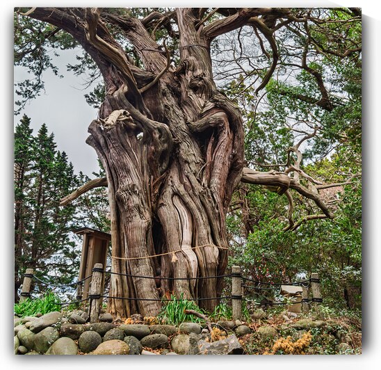 A majestic centuries old juniper tree with deeply gnarled bark and sprawling twisted limbs stands as a spiritual symbol in a tranquil Japanese forest. Surrounded by lush greenery and marked with a sacred rope shimenawa this revered tree embodies natural b by Daisei Iketani