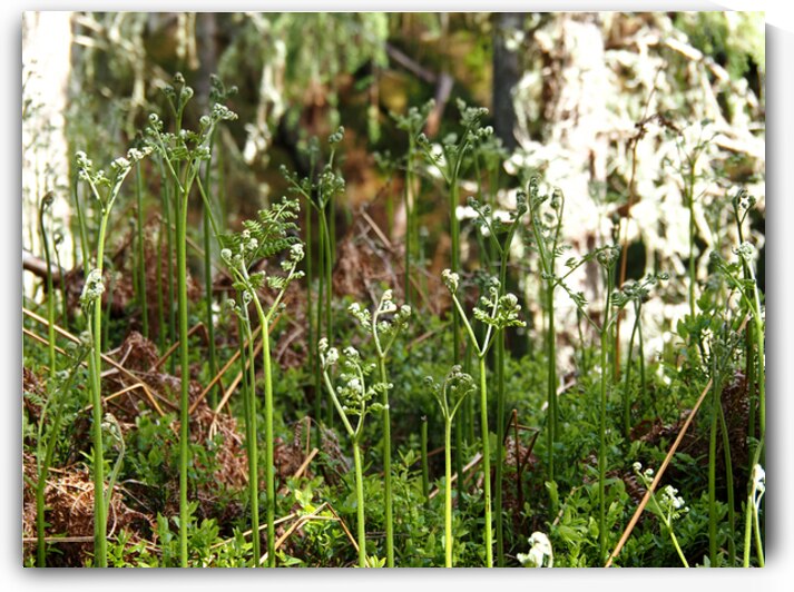 Young Ferns in the Scottish Highlands                                                                                                                      by Catriona Roberts Nature Photography and Designs