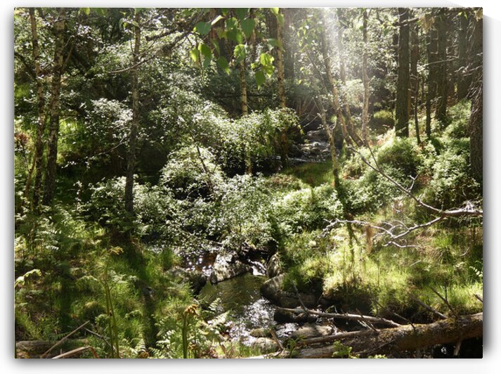 Summer Light in the Scottish Highlands by Catriona Roberts Nature Photography and Designs