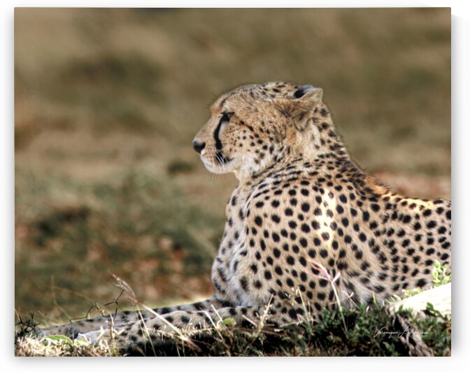 Le Repos du Guerrier by Veronique Lefrancois