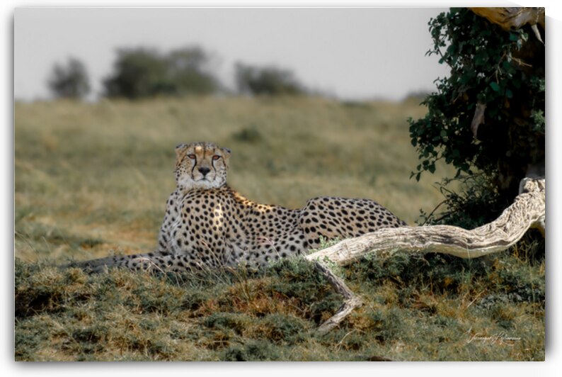 Pause fraicheur by Veronique Lefrancois