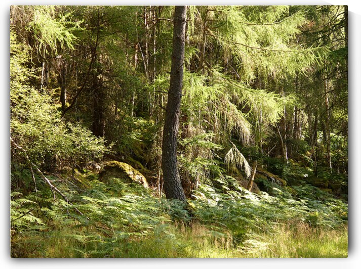 Scottish Highlands Summer Ferns in the Forest by Catriona Roberts Nature Photography and Designs
