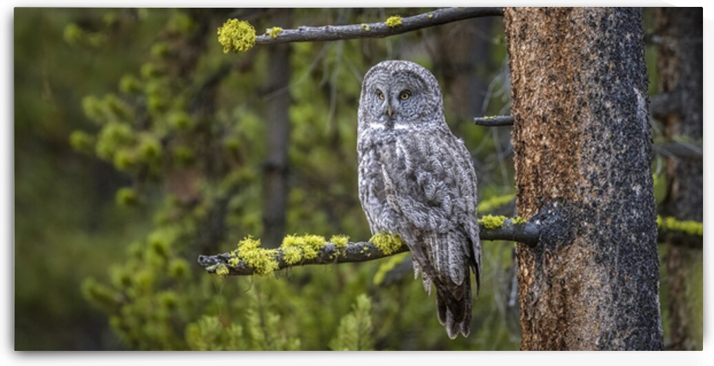 “Forest Sentinel” by D Robert Franz