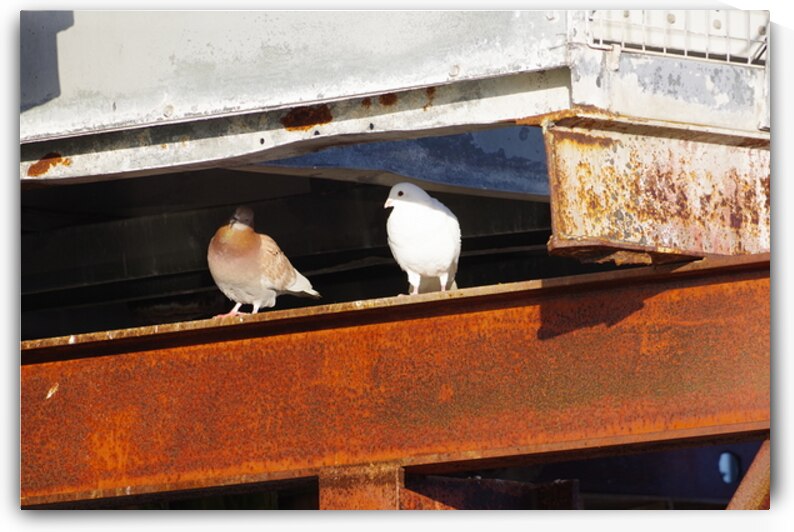 Two pigeons on a beam by Dustin Carroll