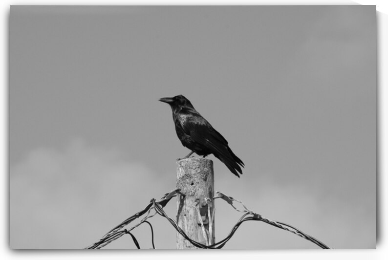 The Scaveneger  by Dustin Carroll