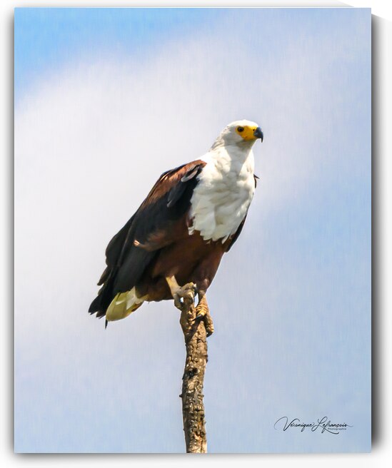 Perche au Milieu de la Savane by Veronique Lefrancois