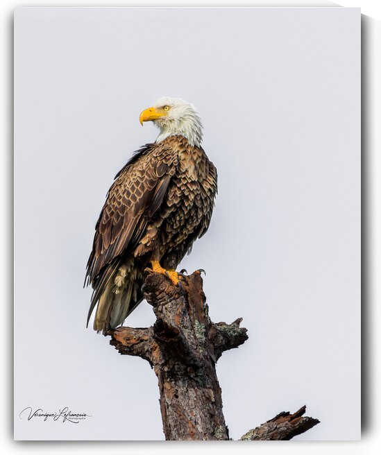 Repos Stratégique by Veronique Lefrancois