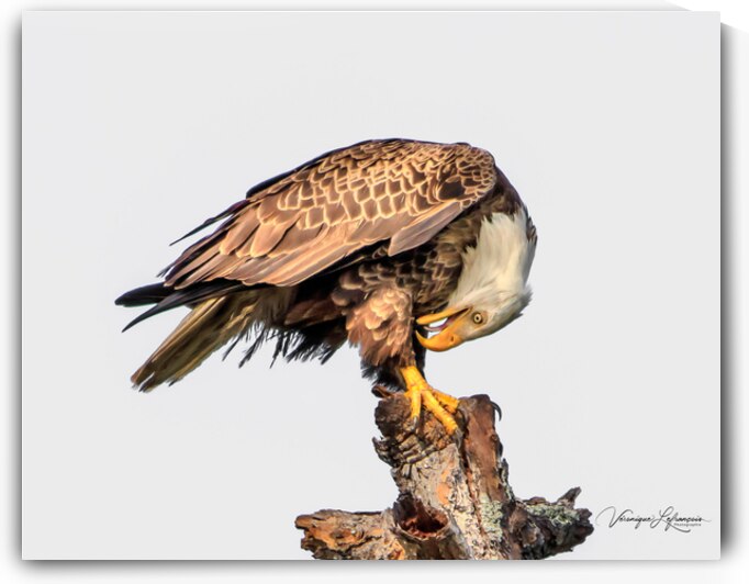 L Heure du Toilettage by Veronique Lefrancois