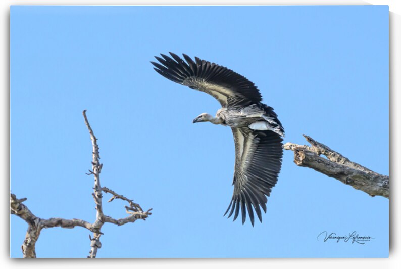 L Envolée by Veronique Lefrancois