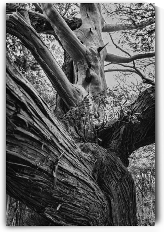 Ancient Junipers of Cape Osezaki Japan by Daisei Iketani