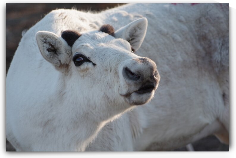 Curious Caribou  by Dustin Carroll