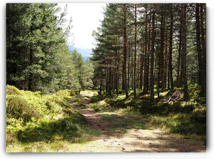 Sunlit Trail Through the Scottish Highlands                                                                                                                      by Catriona Roberts Nature Photography and Designs