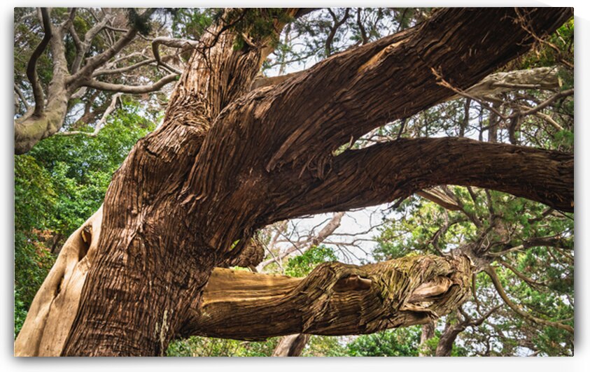 Ancient Junipers of Cape Osezaki Japan by Daisei Iketani