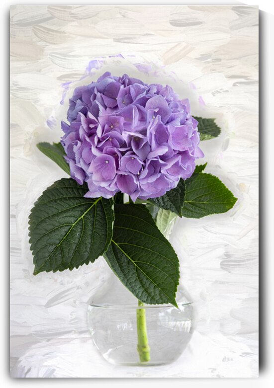 Hydrangea Macrophylla Blue Hydrangea X2 1 by Rich Franco