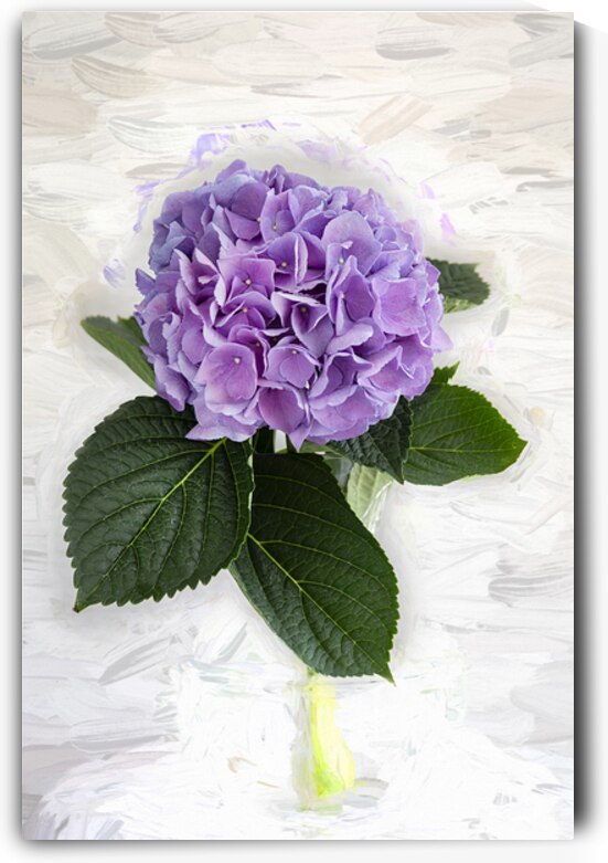 Hydrangea Macrophylla Blue Hydrangea X2 2 by Rich Franco