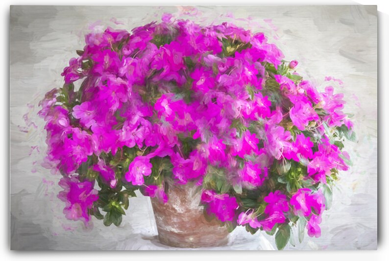 No Longer Impatient  Impatiens Plants X100 by Rich Franco