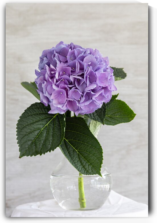 Hydrangea Macrophylla Blue Hydrangea X2 5 by Rich Franco