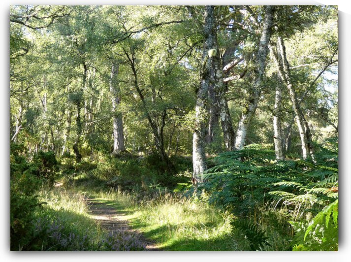 Natures Peaceful Walk Through The Scottish Highlands by Catriona Roberts Nature Photography and Designs