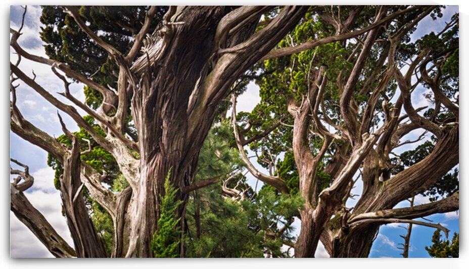 Canopy of Ancient Junipers of Cape Osezaki Japan by Daisei Iketani