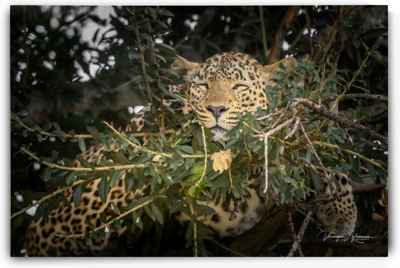 Doux Repos by Veronique Lefrancois