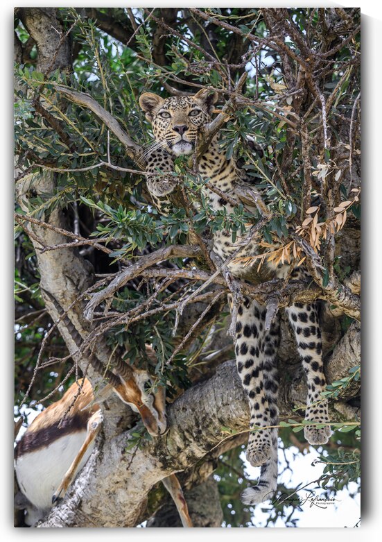 Suspendu entre Ciel et Terre by Veronique Lefrancois