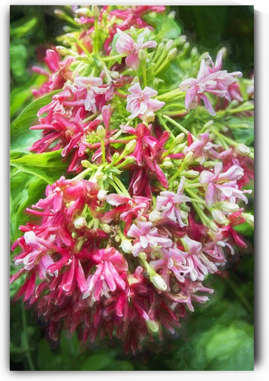 Rangoon Creeper Vine X1 1 by Rich Franco