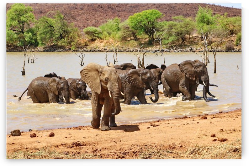 Elephants having a bath 3591 by Thula-Photography