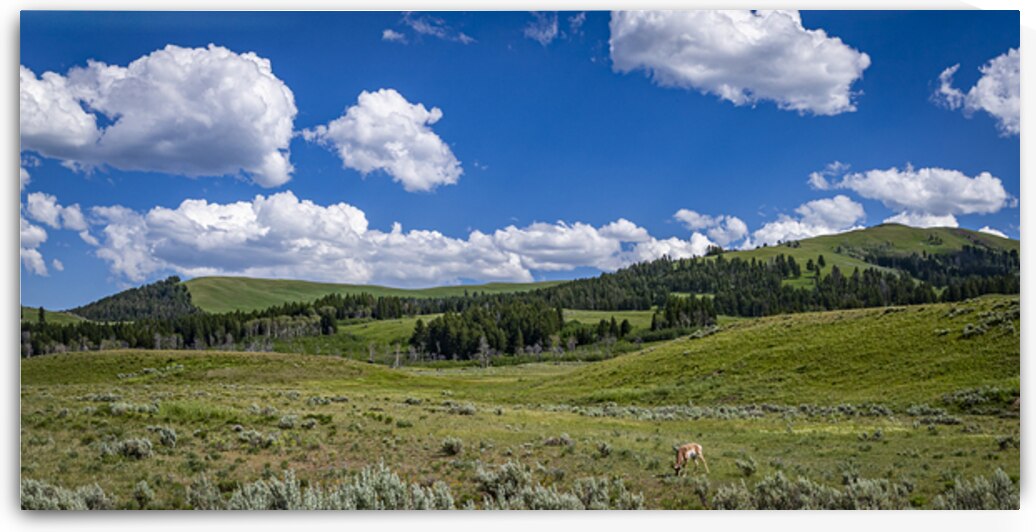 Pronghorn Grazing in Buffalo Ford Scenic Landscape Under Blue Sk by Gestalt Imagery