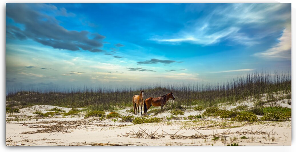 Wild horses roaming peacefully on a sandy beach under a blue sky by Gestalt Imagery