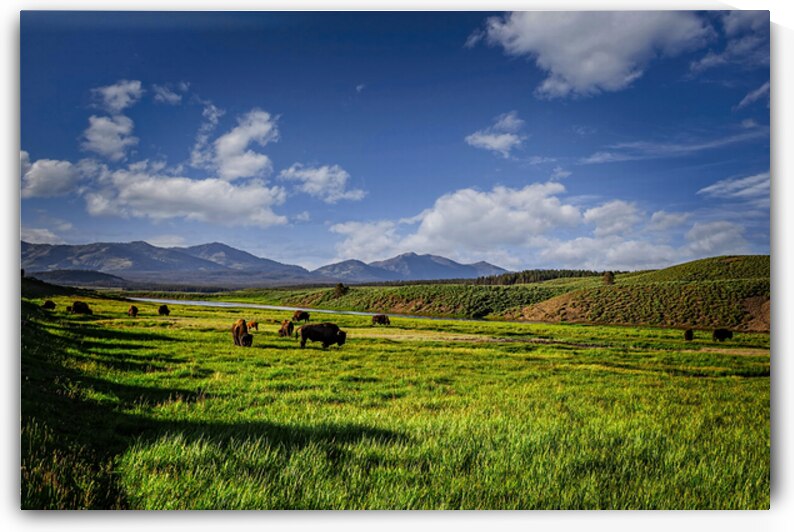 Bison Grazing Along the Yellowstone River Surrounded by Scenic M by Gestalt Imagery