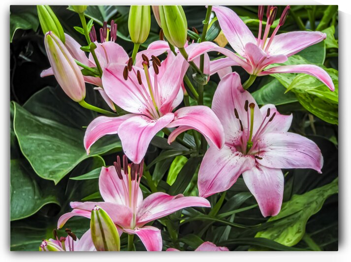 Close up of beautiful pink lilies in a lush garden setting by Gestalt Imagery