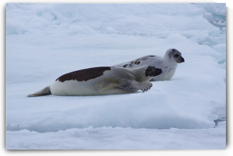 Goose cove seals 1 by Dustin Carroll