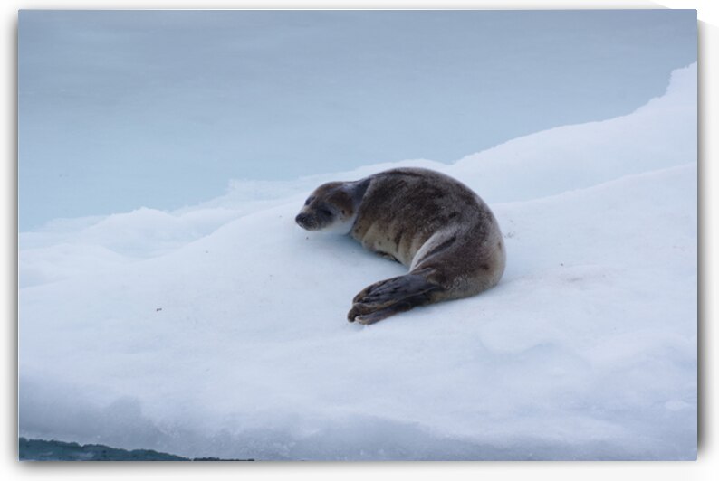 Goose cove seal 2 by Dustin Carroll