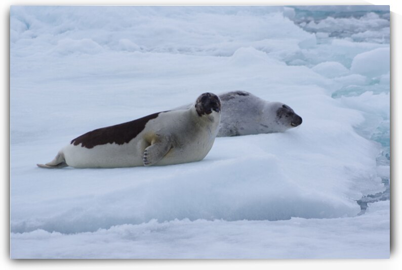 Goose cove seals 3 by Dustin Carroll