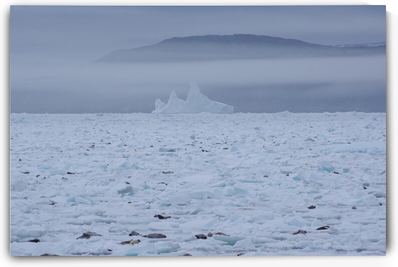 Goose cove seals 4 by Dustin Carroll